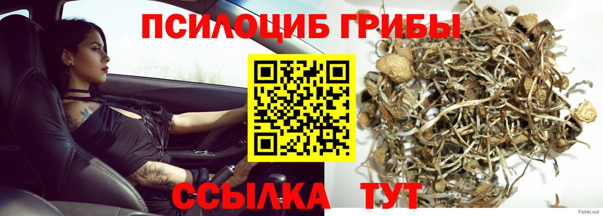 Луховицы  где купить наркоту  Вход с VPN  Псилоцибиновые грибы Cubensis  Псилоцибиновые грибы Psilocybine cubensis 